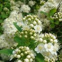 Spiraea betulifolia P2B P7 P12